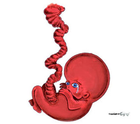 Foetus pour la couverture du livre, Desseins d'humanit.